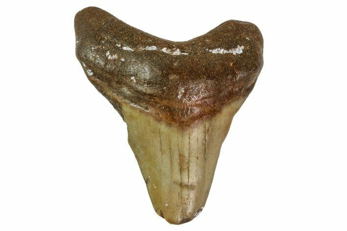 Bargain, Juvenile Megalodon Tooth - Georgia #163325